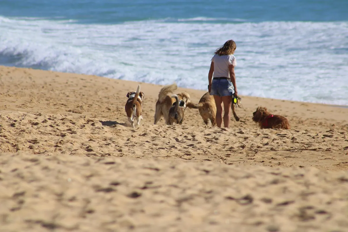How to Run a Community Dune Clean-Up Without Harming Wildlife