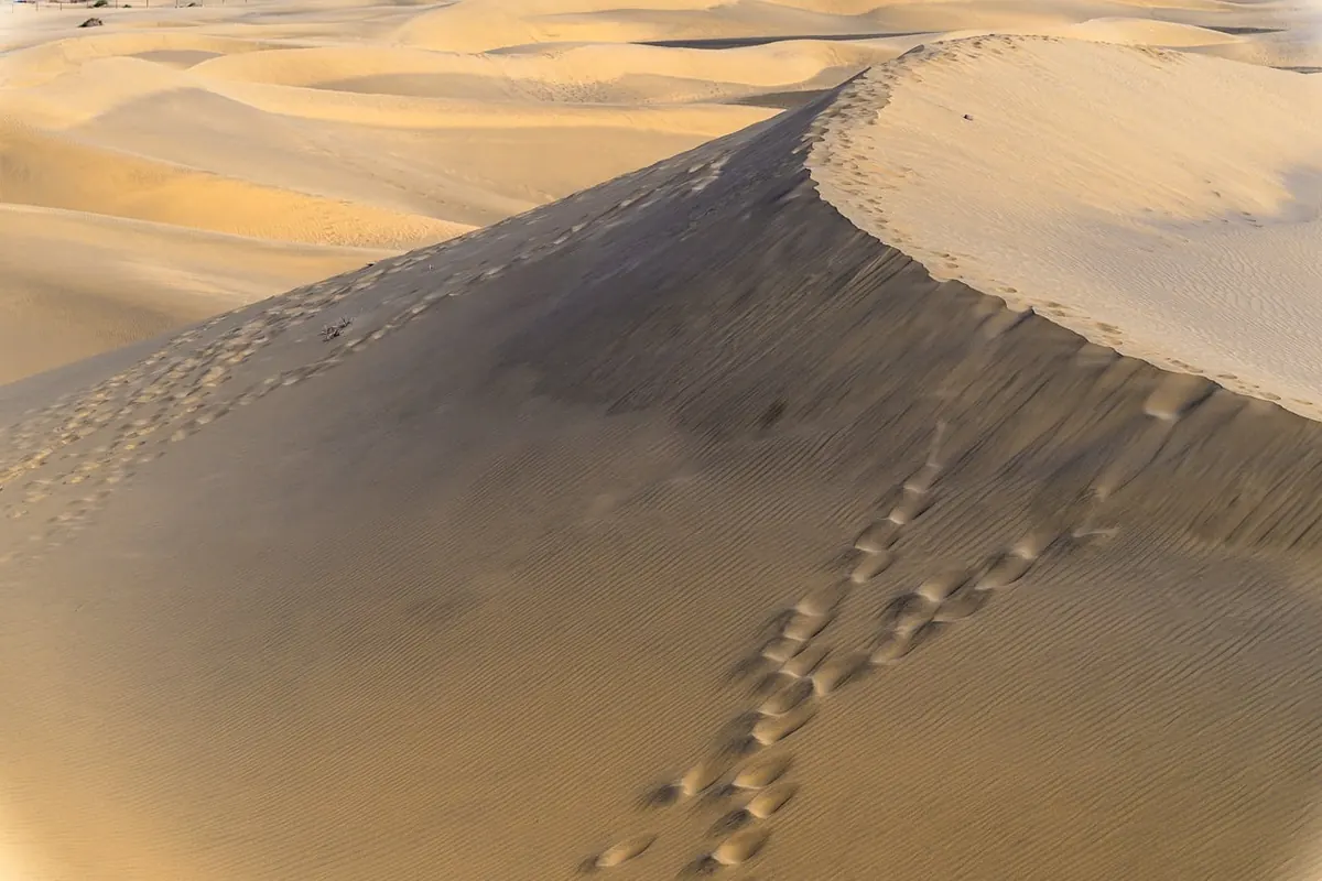 Why Dune Slacks Are Among the UK's Rarest Habitats